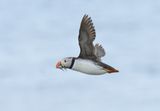 Puffin