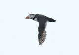 Puffin