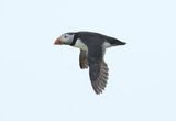 Puffin