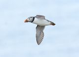 Puffin