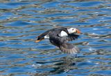 Puffin