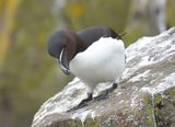 Razorbill