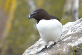 Razorbill