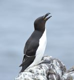 Razorbill