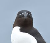 Razorbill