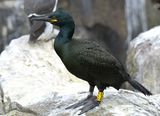 Shag