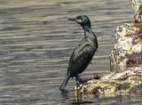 Shag