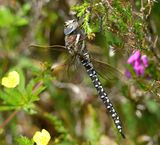 Common Hawker