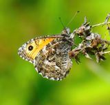Grayling 