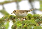 Willow Warbler