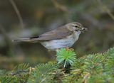 Willow Warbler