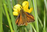 Large Skipper