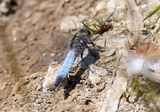 Black-tailed Skimmer