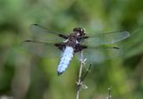 Broad-bodied Chaser