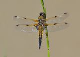 Four-spotted Chaser