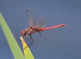 Red-veined Darter
