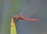 Red-veined Darter