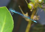 Azure Damselfly 