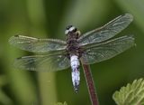 Scarce Chaser