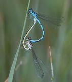 Southern Damselfly