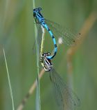 Southern Damselfly
