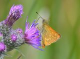 Large Skipper