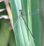 Willow Emerald