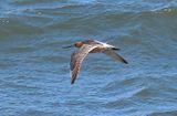 Bar-tailed Godwit
