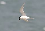 Sandwich Tern