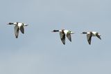 Shelduck