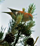Two-barred Crossbill