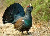 Capercaillie 