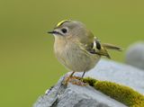 Goldcrest 