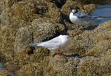 Roseate Tern
