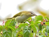 Red-eyed Vireo