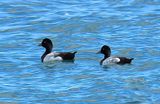 Scaup