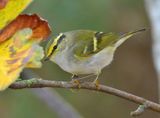 Pallass Warbler