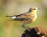 Wheatear 