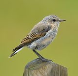 Wheatear 