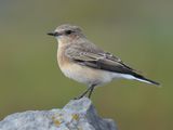 Black-eared Wheatear 