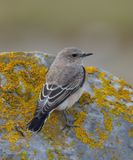 Black-eared Wheatear 