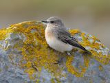 Black-eared Wheatear 