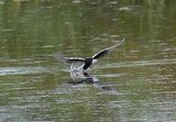 White-winged Black Tern 