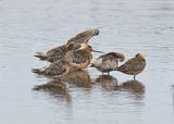 Bar-tailed Godwit