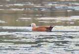 Ruddy Shelduck