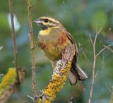 Cirl Bunting