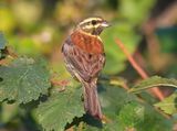 Cirl Bunting