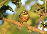 Cirl Bunting