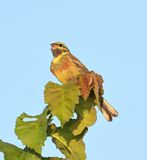 Cirl Bunting