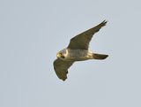 Peregrine Falcon
